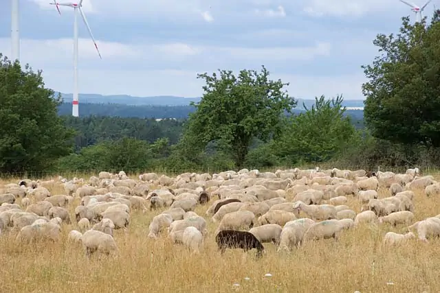 Schafe auf dem Görauer Anger bei Zultenberg