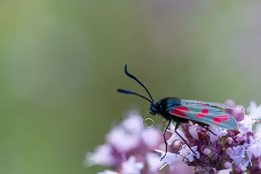 Hornklee Widderchen Auf Blume