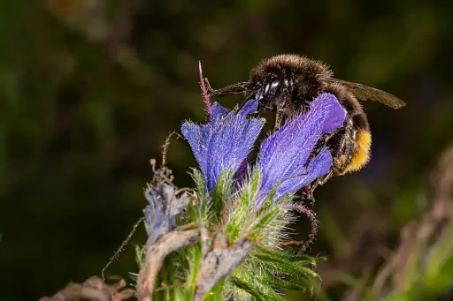 Hummel An Bluete