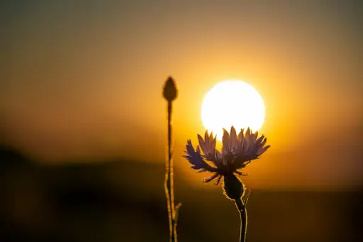 Kornblume Im Sonnenuntergang