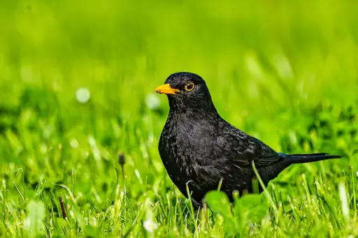 Amsel In Einer Wiese