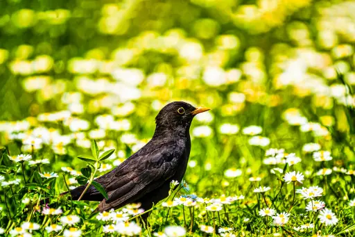 Amsel Mit Blumen