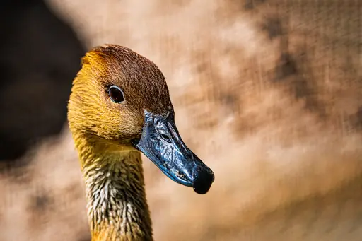 Ente Bayreuth Roehrensee