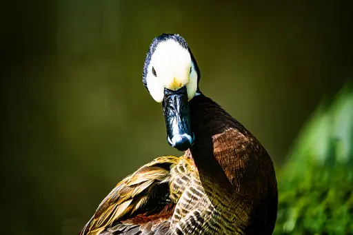 Ente Rohrensee Bayreuth