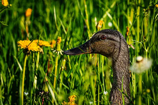 Ente Nahe Des BKH