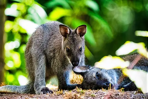 Känguru Knabbert An Ohr