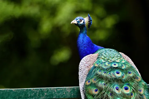 Pfau Roehrensee Bayreuth