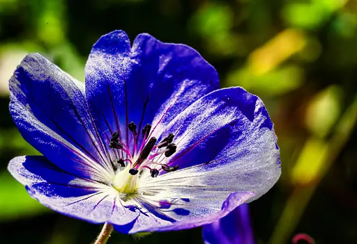 Wiesen Storchschnabel Bluete