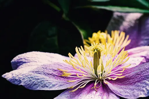 Clematis