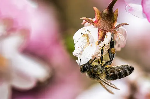 Biene Haengt An Kirschbluete