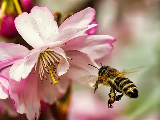 Biene Schwebt Vor Japanischer Bluetenkirsche
