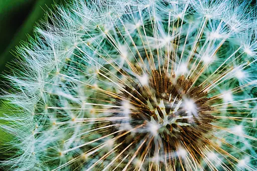 Pusteblume