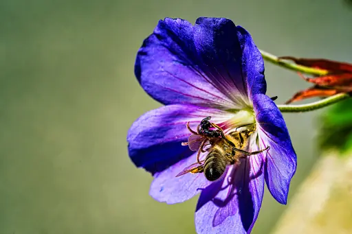 Wiesen Storchschnabel Mit Biene