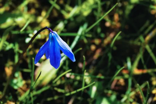 Sibirischer Blaustern Gelaende Bkh