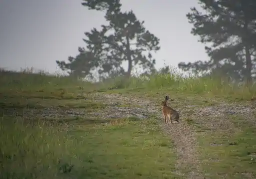 Hase Am Goerauer Anger