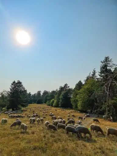 Schafherde Am Goerauer Anger