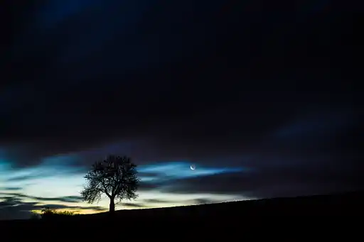 Silhouette Frueher Morgen Goerauer Anger