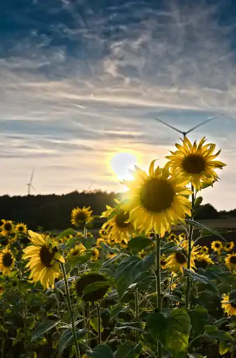 Sonnenblumen Nahe Goerauer Anger Fav4